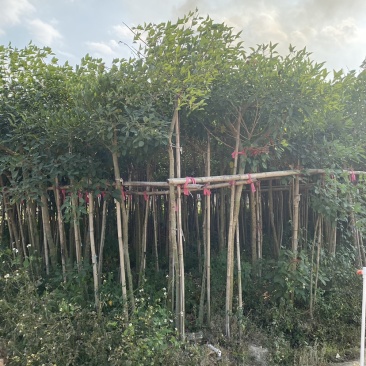 鸡冠刺桐移植苗袋苗庭院园林绿化风景树四季常青
