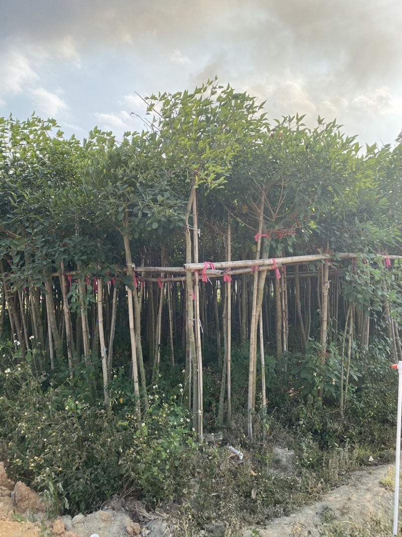 鸡冠刺桐移植苗袋苗庭院园林绿化风景树四季常青