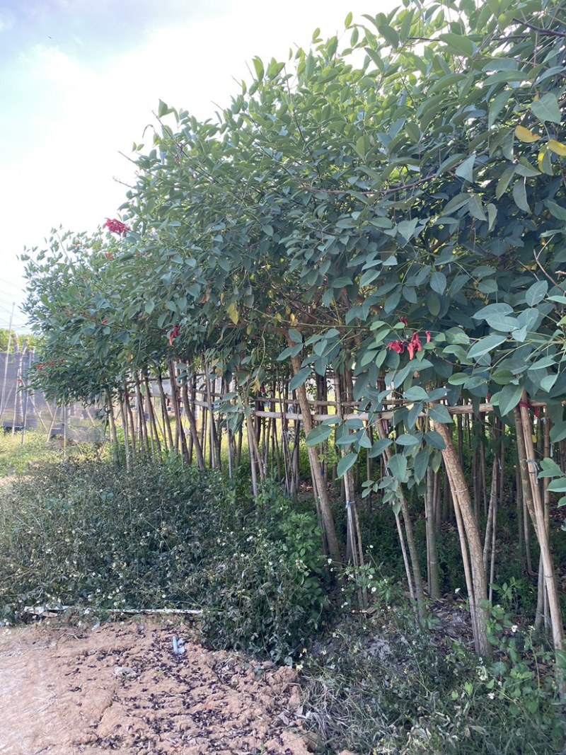 鸡冠刺桐移植苗袋苗庭院园林绿化风景树四季常青