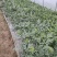 带藤叶采摘本地正宗原苗8424.美都黑籽大棚西瓜