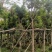 10-12-13-14-15公分黄金熊猫