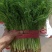 茴香苗，精品茴香菜，大量供应市场超市，加工厂。货源充足