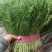 茴香苗，精品茴香菜，大量供应市场超市，加工厂。货源充足