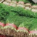 茴香苗，精品茴香菜，大量供应市场超市，加工厂。货源充足