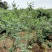 南高丛蓝莓鲜果8~10mm以上