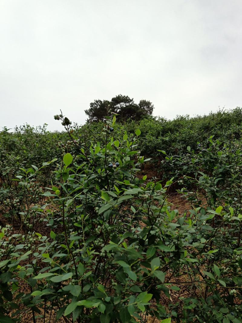 南高丛蓝莓鲜果8~10mm以上