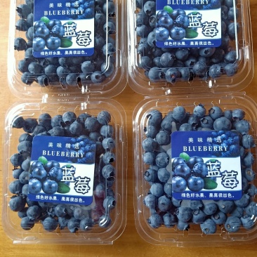 南高丛蓝莓鲜果8~10mm以上