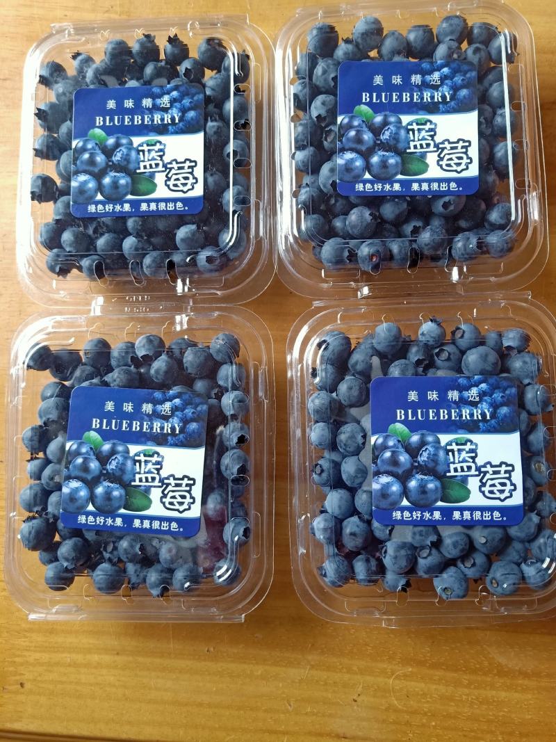 南高丛蓝莓鲜果8~10mm以上