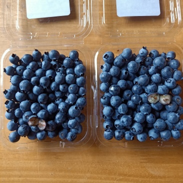奥尼尔蓝