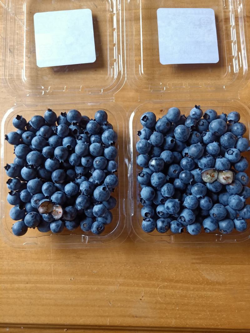 奥尼尔蓝