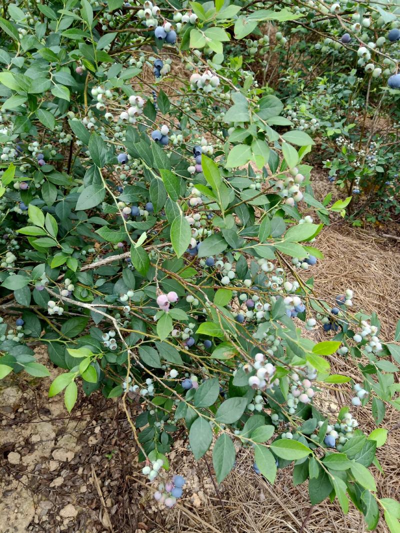 奥尼尔蓝