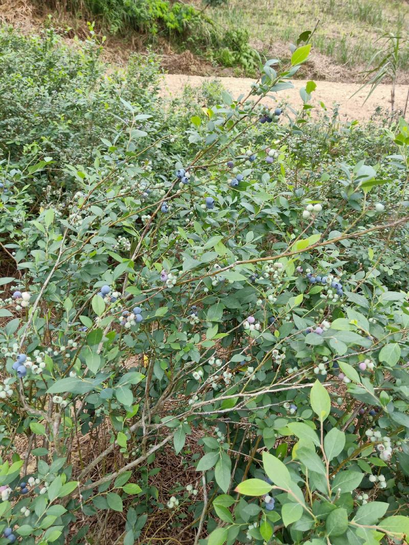 奥尼尔蓝