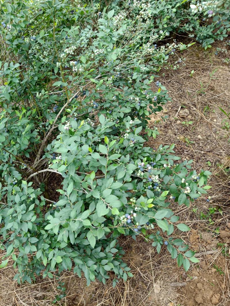 奥尼尔蓝