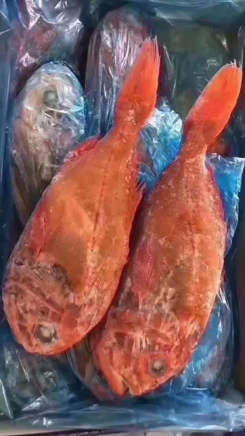 红石斑鱼鲜冻整条大龙鱼胆富贵鱼、长寿鱼深海捕捞鲜冻海鲜
