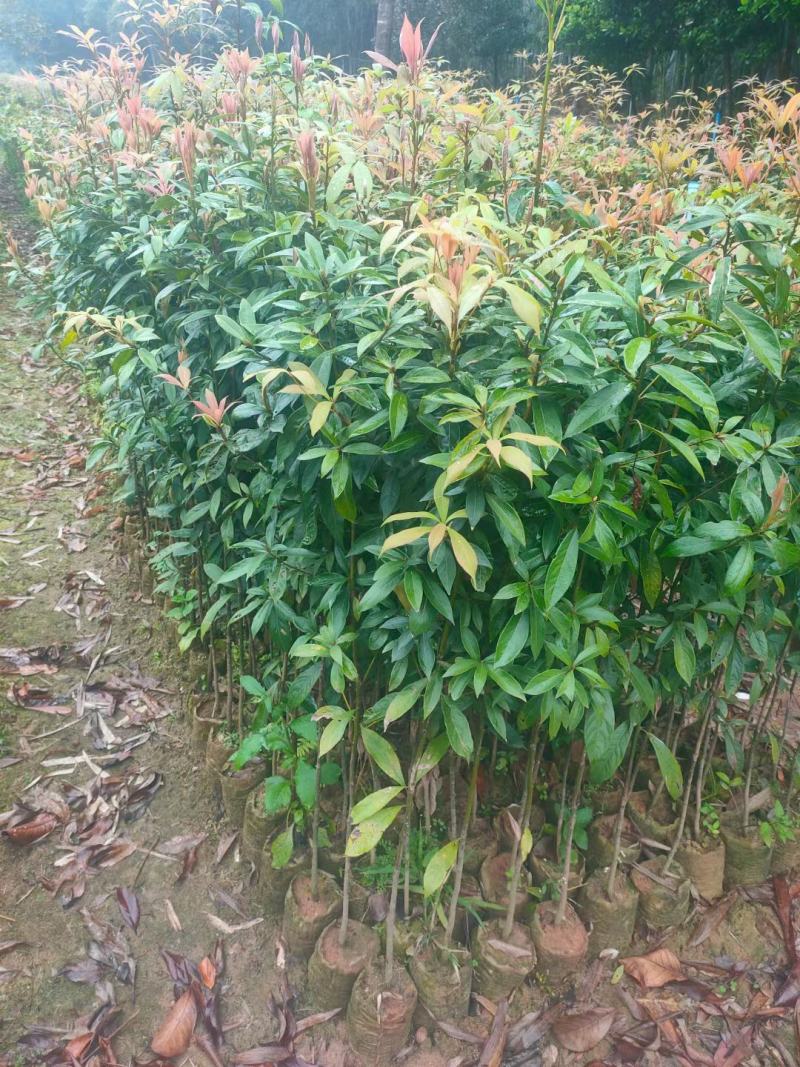 50起金丝楠木无纺布袋袋苗，基地直销批发