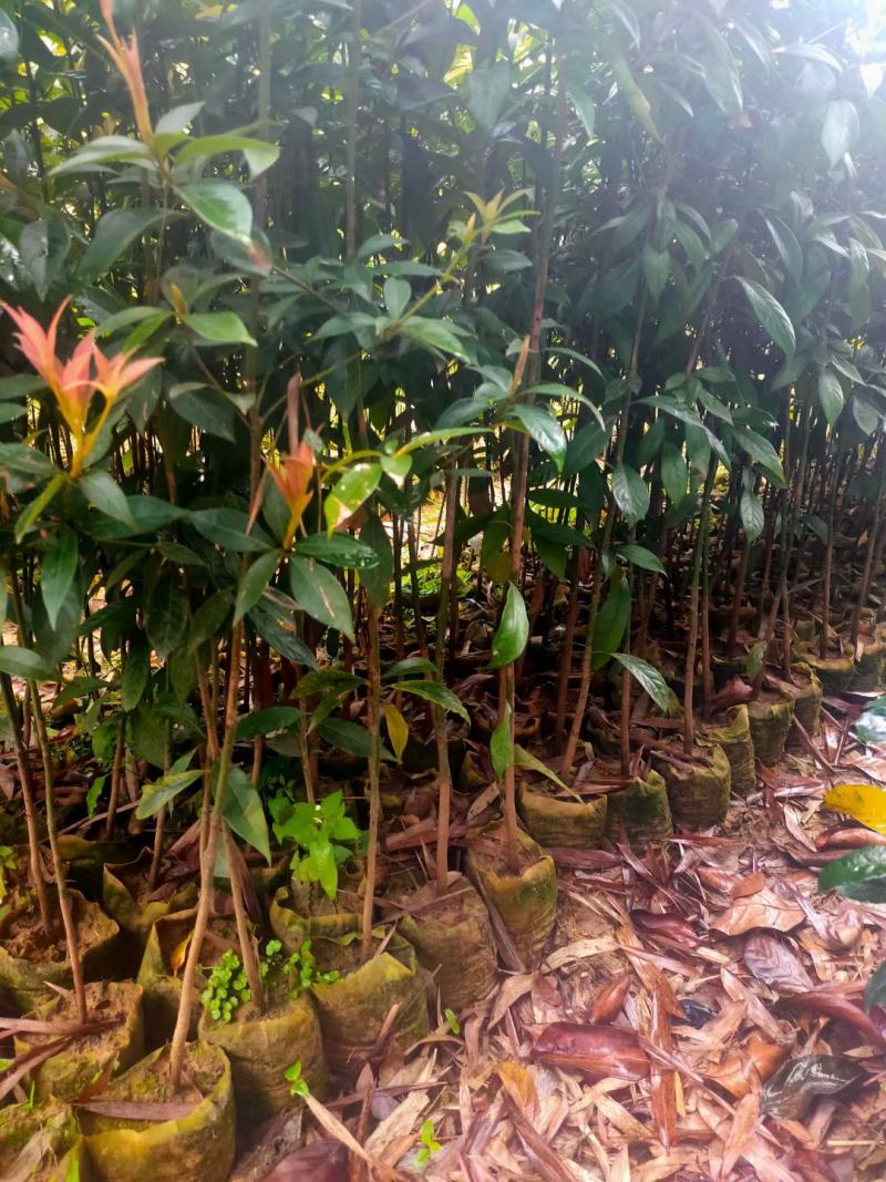 50起金丝楠木无纺布袋袋苗，基地直销批发