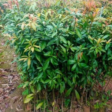 50起金丝楠木无纺布袋袋苗，基地直销批发