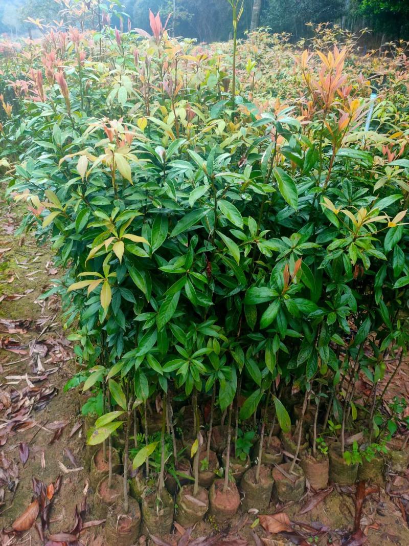 50起金丝楠木无纺布袋袋苗，基地直销批发