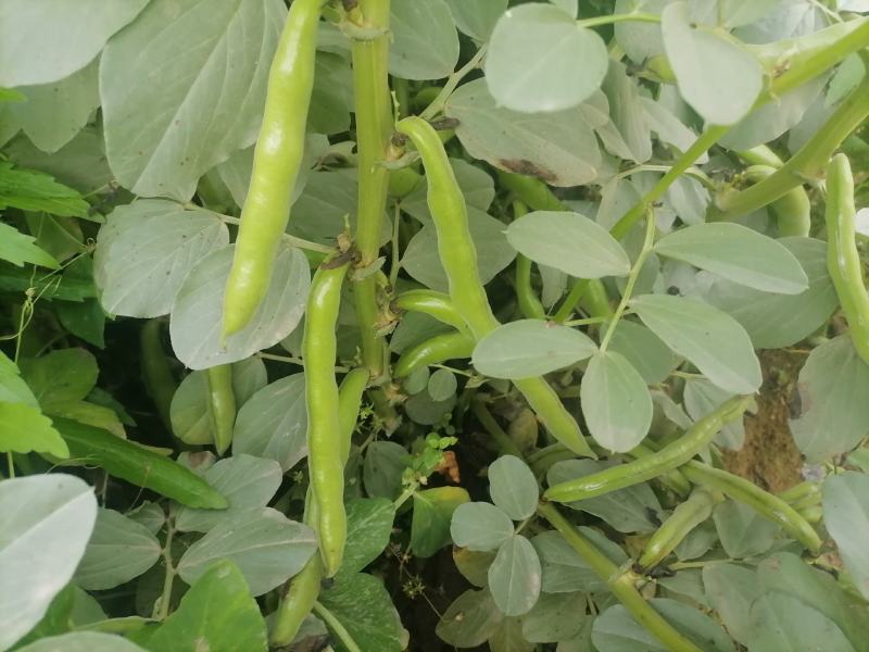 精品蚕豆胡豆角（产地直供）一手货源