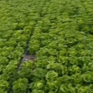 叶菜类