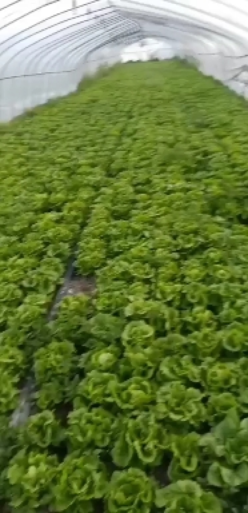 叶菜类