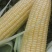 黄甜玉米