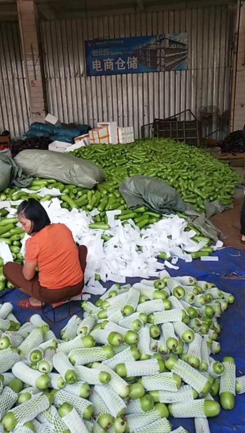 广东徐闻精品蒲瓜瓠子大量上市中，货源充足，质量保证！