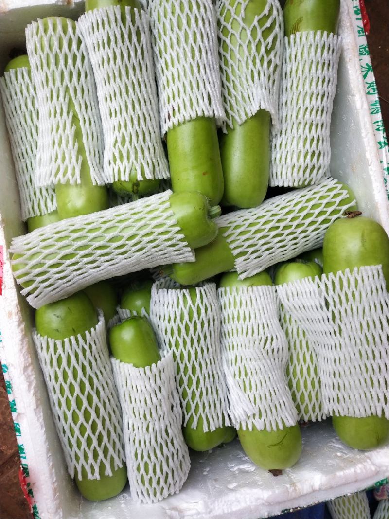 广东徐闻精品蒲瓜瓠子大量上市中，货源充足，质量保证！