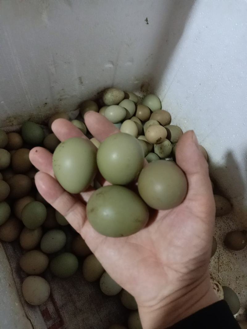 山鸡蛋湖南攸县山鸡自繁自养，绿色养殖！