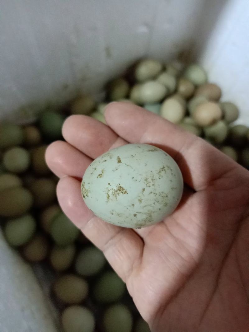 山鸡蛋湖南攸县山鸡自繁自养，绿色养殖！