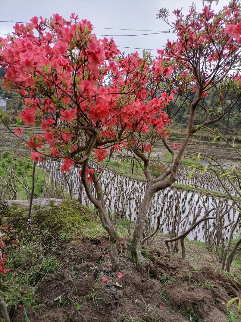 杜鹃又名映山红精品，造型好，美观大气