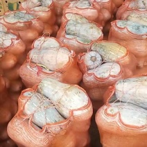 徐闻县精品的小南瓜个头大个够熟，诚信经营，全国代发。