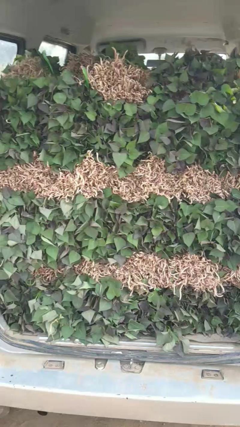 脱毒西瓜红红薯苗，蜜薯25苗，冰糖心蜜薯苗，榴莲蜜薯苗