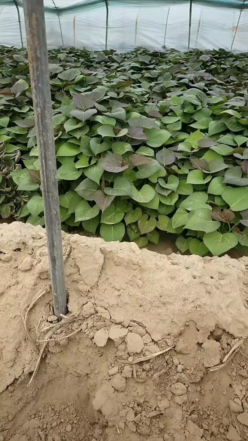 脱毒西瓜红红薯苗，蜜薯25苗，冰糖心蜜薯苗，榴莲蜜薯苗
