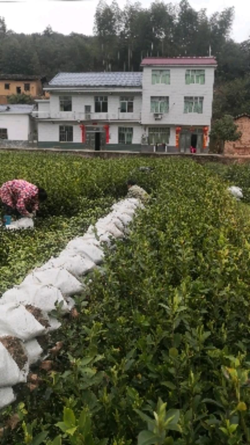 茶籽树苗，高产嫁接油茶苗，质量保证，价格优惠