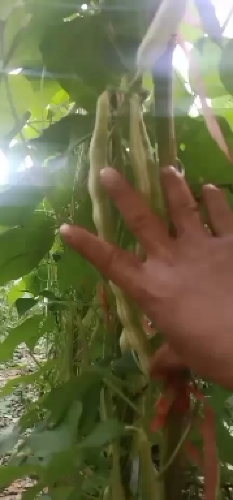 精品芸豆，大量供应超市。批发市场。小贩子