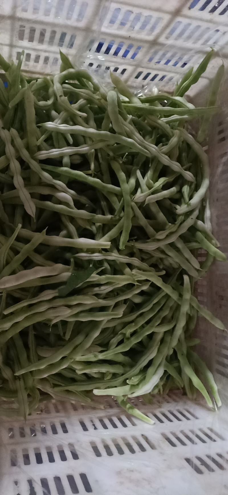 精品芸豆，大量供应超市。批发市场。小贩子