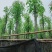 香樟(樟树)5公分到8公分