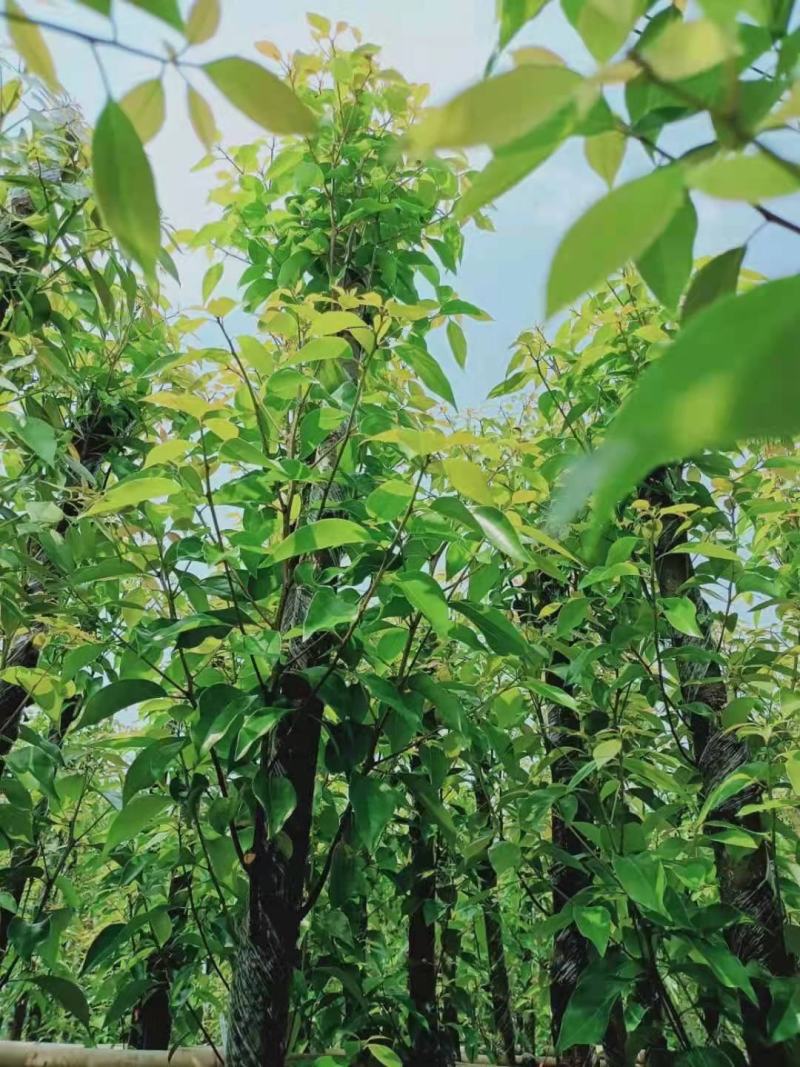 香樟(樟树)5公分到8公分