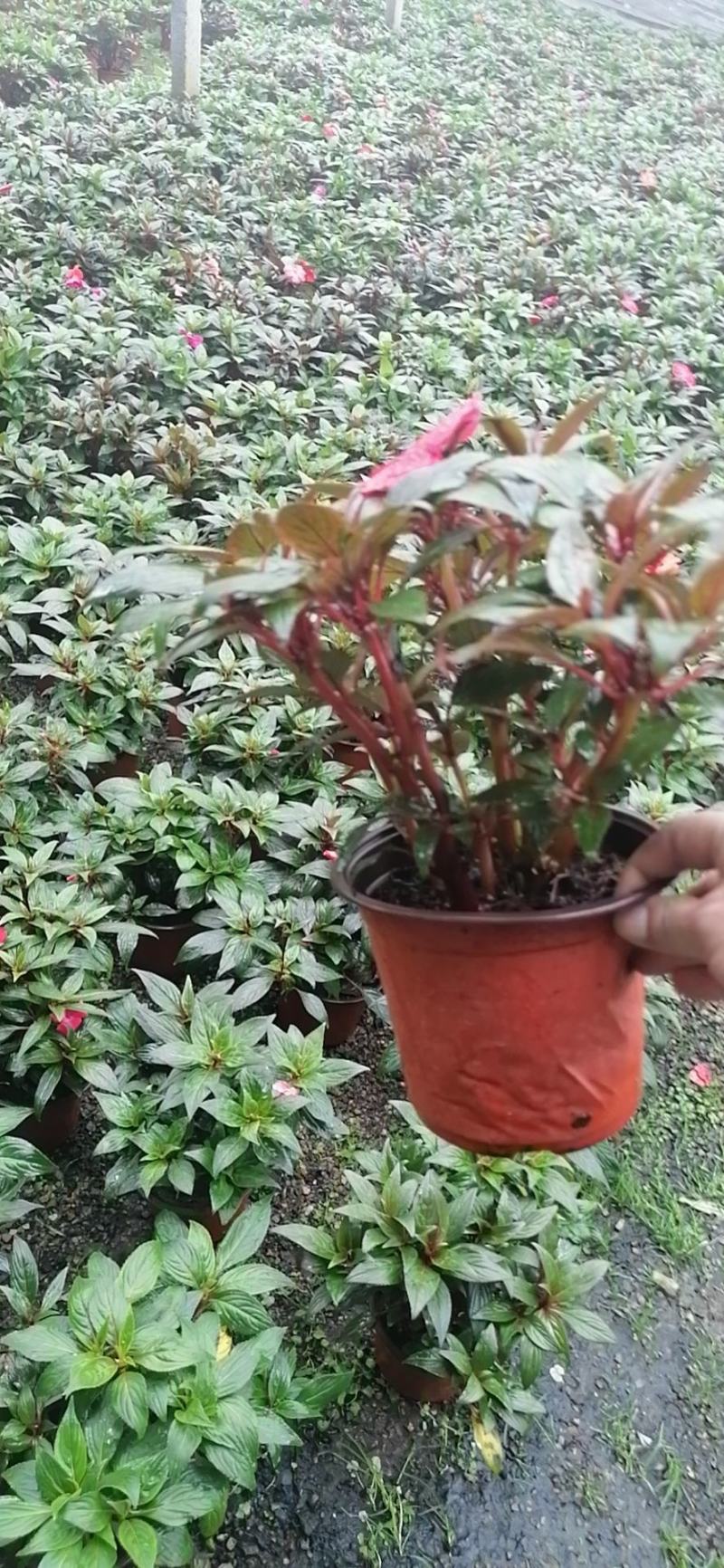 草花，新几内亚凤仙，基地专注栽培20年，样像好，成活高，