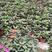 草花，新几内亚凤仙，基地专注栽培20年，样像好，成活高，