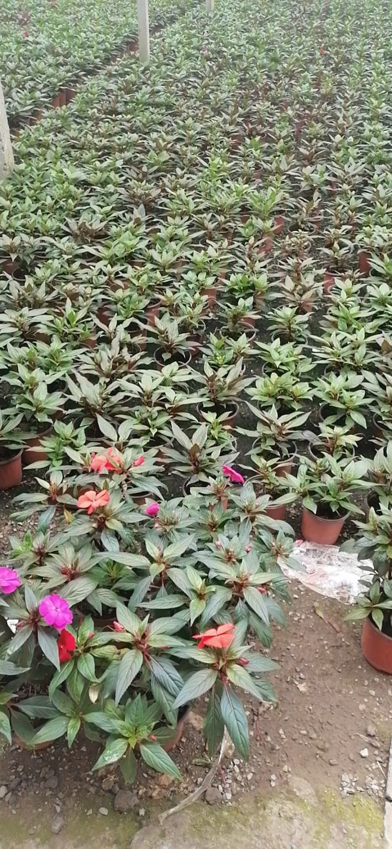 草花，新几内亚凤仙，基地专注栽培20年，样像好，成活高，