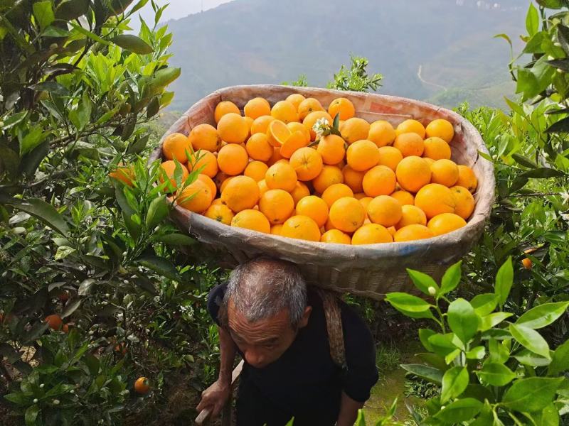 【秭归脐橙】中华红橙，伦晚脐橙，一手货源，诚信经营！