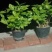 横县茉莉花窝苗盆景花卉盆栽绿植茉莉花【带花苞，基地直发】