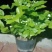 横县茉莉花窝苗盆景花卉盆栽绿植茉莉花【带花苞，基地直发】