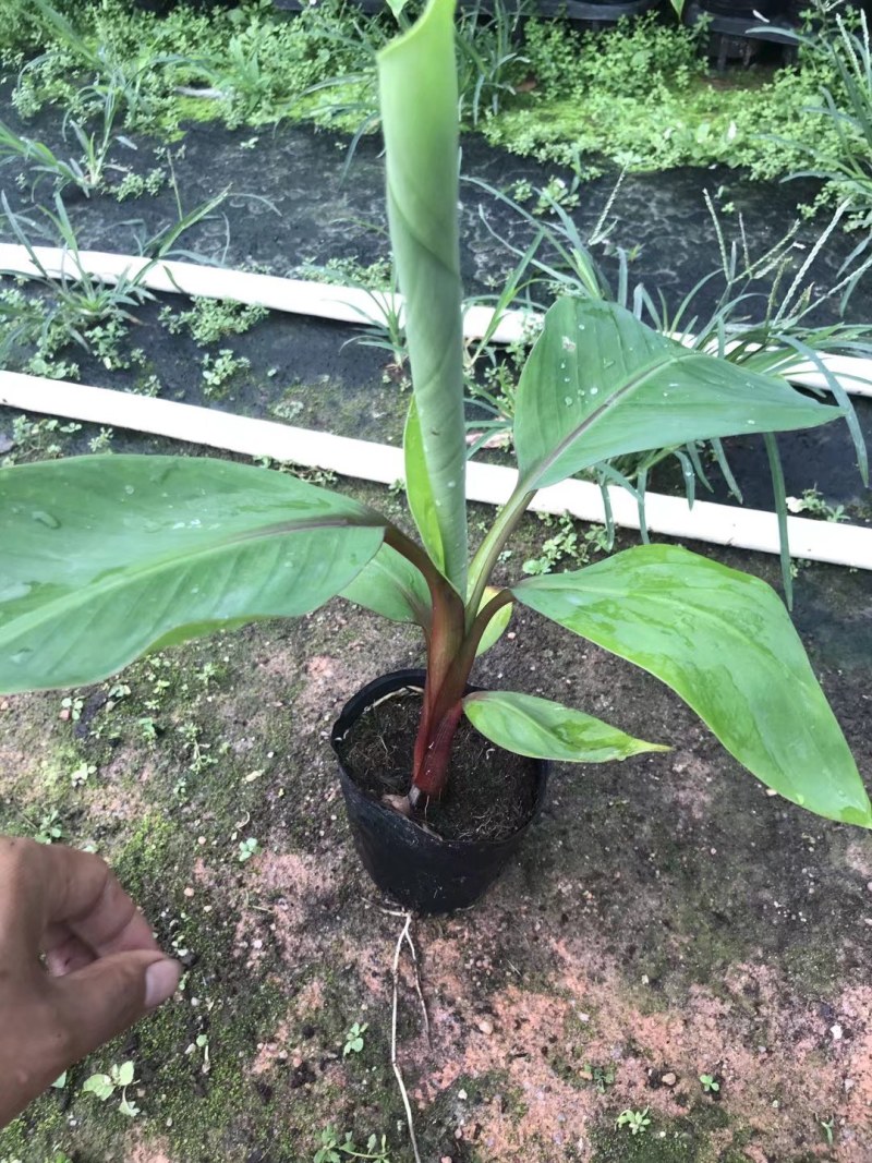 南洋红香蕉苗