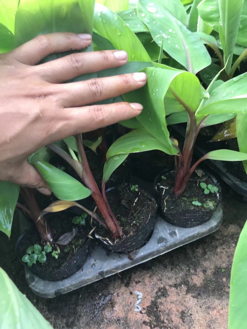 南洋红香蕉苗