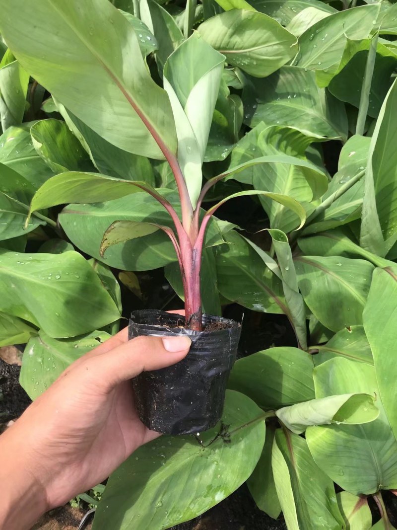 南洋红香蕉苗
