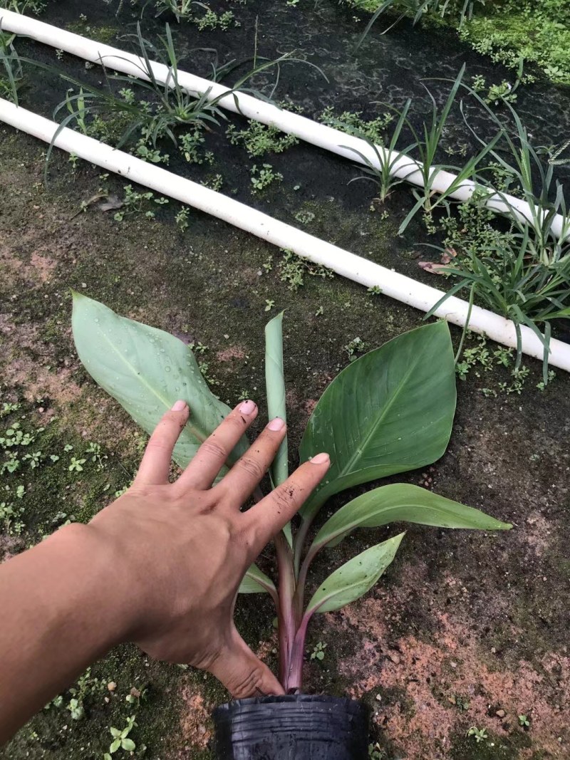 南洋红香蕉苗