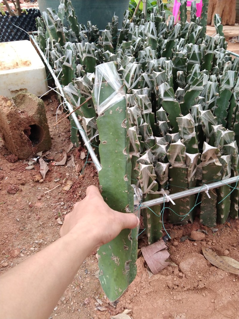 青皮红肉火龙果苗